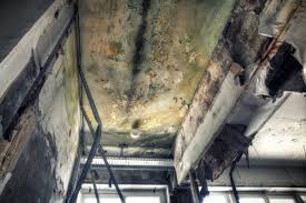 Reliable Whitemarsh Island, GA Mold Inspection Solutions